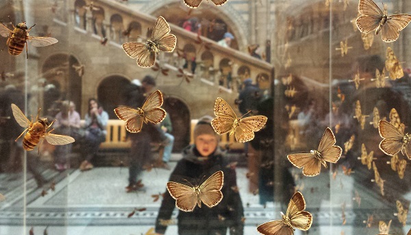 View through a glass case of butterflies, we see a child with open mouth in amazement. At the Natural History Museum