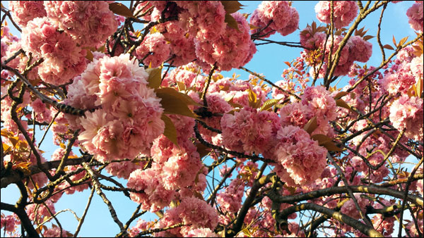 cherry tree heavy with pink blossom