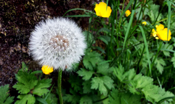 dandelion fluffy clock plus a few buttercups