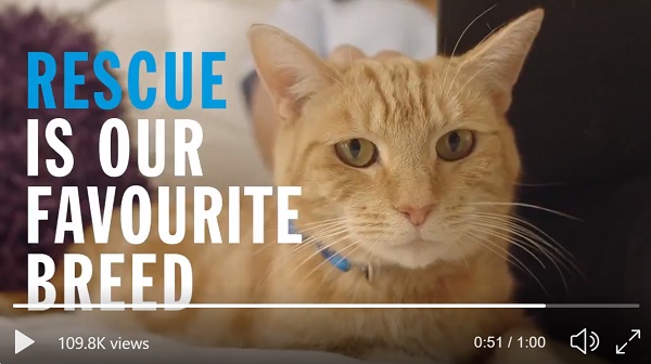 Ginger cat from Battersea's ad - rescue is our favourite brand