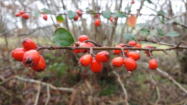red berries on a tree on a grey misty day